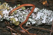 Pine Woods Snake