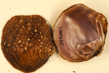 Purple Wartyback