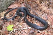 Racer Snake