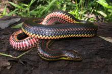 Rainbow Snake