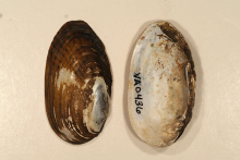 Rainbow Mollusk