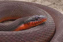 Red-Bellied Watersnake