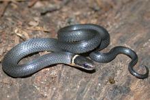 Ring Neck Snake