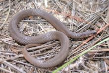 Rough Earth Snake