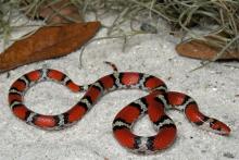 Scarlet Snake