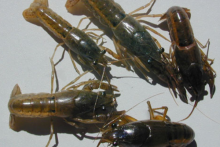 Croatan Crayfish