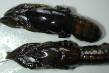 Digger Crayfish