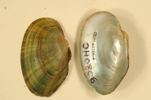 Slippershell Mussel=