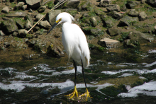 Snowy Egret bird