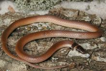 Southeastern Crowned Snake