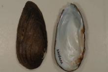 Spike Mollusk