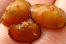 Tar Rive Spinymussel