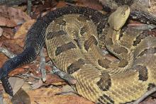 Timber Rattlesnake