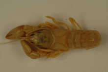Tuckasegee Stream Crayfish