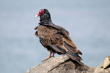 Turkey Vulture