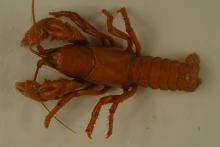 Upland Burrowing Crayfish