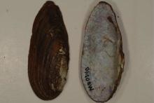 Yellow Lance Mussel