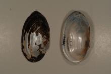alewife floater