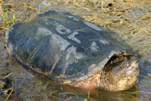 Common Snapping Turtle