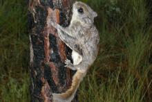 Southern Flying Squirrel