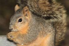 Fox Squirrel