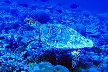 Hawksbill Sea Turtle