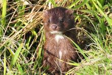 Mink mammal