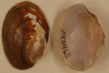 Tidewater Mucket Mollusk