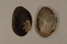 Triangle Floater Mollusk