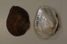 Wabash Pigtoe Mussel