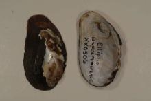 Waccamaw Spike Mussel