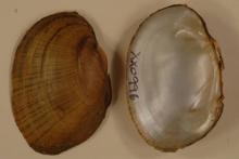 Wavyrayed Lamp Mussel