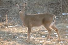 White-Tailed Deer