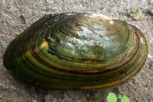 Alewife Floater mollusk