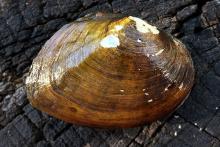 Atlantic Pigtoe Mollusk
