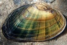 Brook Floater Mollusk
