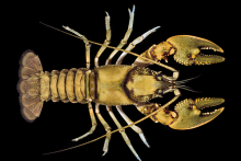 Carolina Needlenose Crayfish