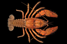 Mitten Crayfish