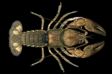 Valley River Crayfish