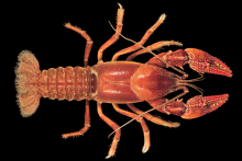Red Burrowing Crayfish