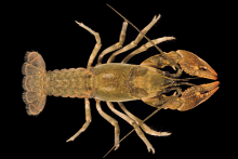 Greensboro Burrowing Crayfish