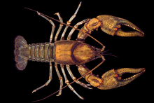 New River Crayfish