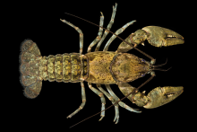 Cambarus-chaugensis