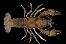 Carolina Ladle Crayfish