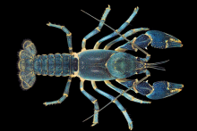 Upland Burrowing Crayfish