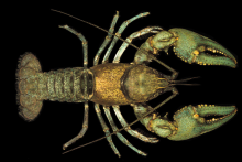 Grandfather Mountain Crayfish