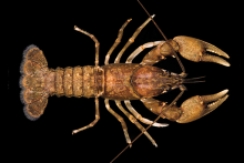 Little Tennessee River Crayfish