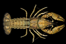 Hiwassee Crayfish