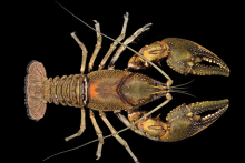 Rocky River Crayfish