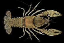 Carolina Foothills Crayfish